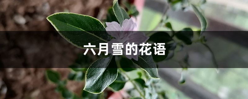 六月雪的花语和寓意,有什么传说故事 六月雪的花语和寓意,有什么传说故事