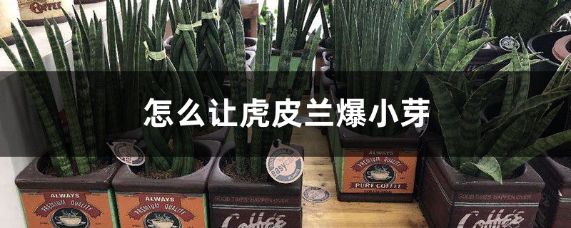 怎么让虎皮兰爆小芽,小芽怎么分盆 怎么让虎皮兰爆小芽,小芽怎么分盆