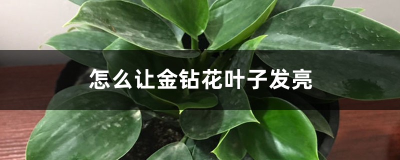 怎么让金钻花叶子发亮,怎么浇水 怎么让金钻花叶子发亮,怎么浇水