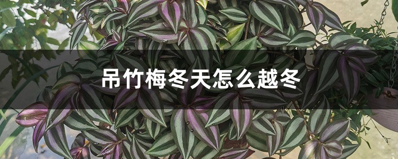 吊竹梅冬天怎么越冬,多久浇一次水 吊竹梅冬天怎么越冬,多久浇一次水