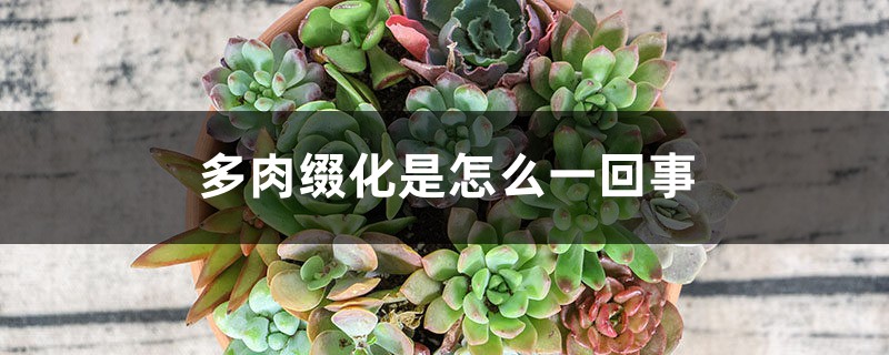 多肉缀化是怎么一回事,怎么养成缀化 多肉缀化是怎么一回事,怎么养成缀化