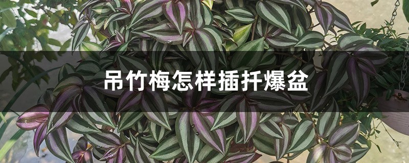 吊竹梅怎样插扦爆盆,扦插后几天浇水 吊竹梅怎样插扦爆盆,扦插后几天浇水