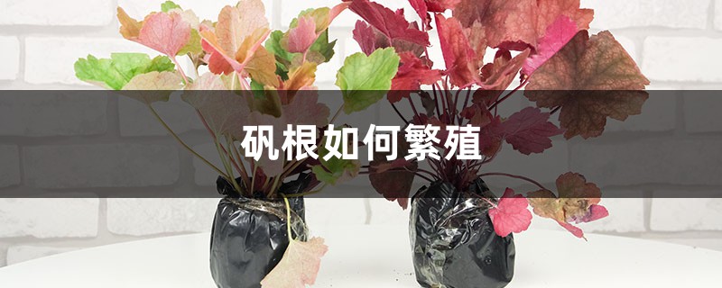 矾根如何繁殖,有哪些注意事项 矾根如何繁殖,有哪些注意事项