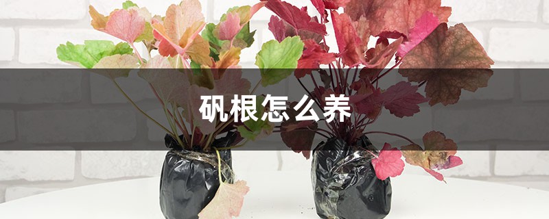 矾根怎么养,矾根图片 矾根怎么养,矾根图片