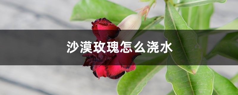沙漠玫瑰怎么浇水,浇水多了怎么办 沙漠玫瑰怎么浇水,浇水多了怎么办