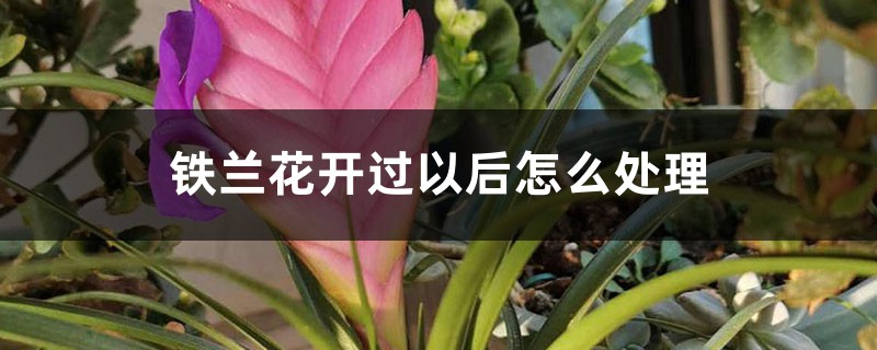 铁兰花开过以后怎么处理,怎么养才能再开花 铁兰花开过以后怎么处理,怎么养才能再开花