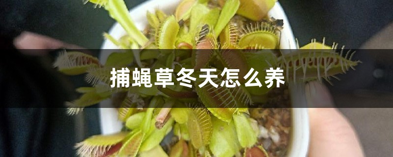 捕蝇草冬天怎么养,叶子都黑了怎么办 捕蝇草冬天怎么养,叶子都黑了怎么办