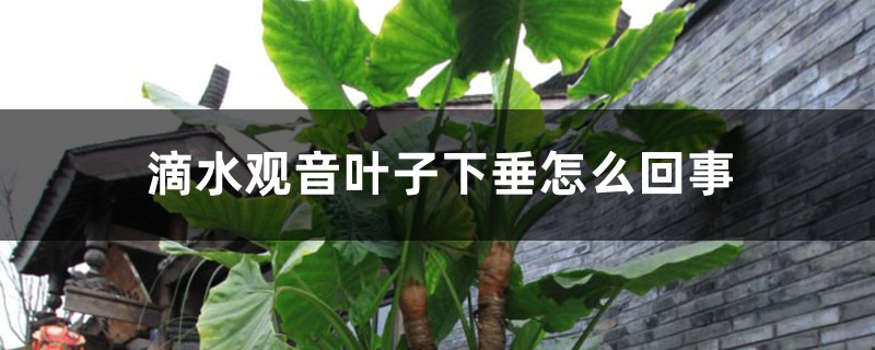 滴水观音叶子下垂怎么回事,怎么办 滴水观音叶子下垂怎么回事,怎么办