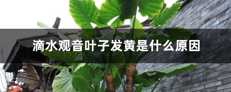 滴水观音叶子发黄是什么原因,老是黄叶怎么办 滴水观音叶子发黄是什么原因,老是黄叶怎么办