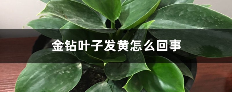 金钻叶子发黄怎么回事,怎么办 金钻叶子发黄怎么回事,怎么办