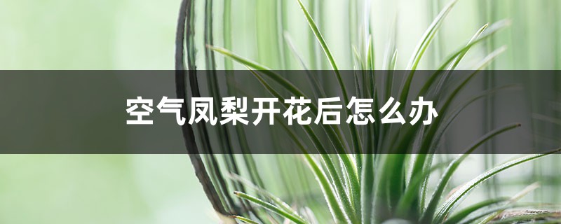 空气凤梨开花后怎么办,怎么养护 空气凤梨开花后怎么办,怎么养护