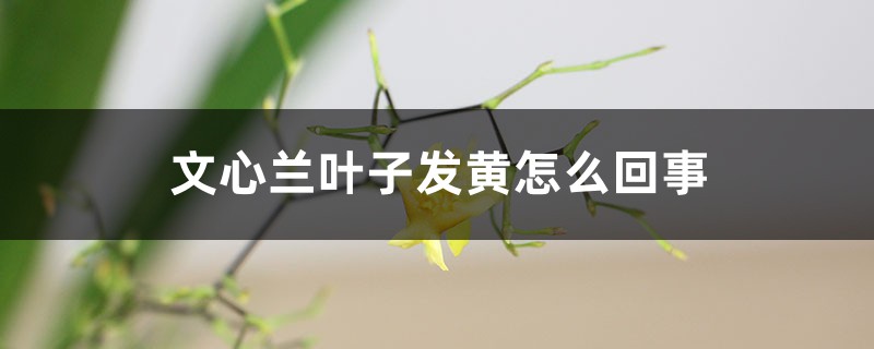 文心兰叶子发黄怎么回事,怎么办 文心兰叶子发黄怎么回事,怎么办