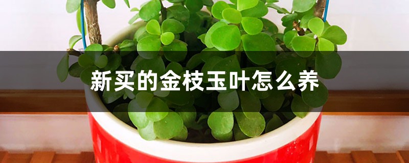 新买的金枝玉叶怎么养 新买的金枝玉叶怎么养