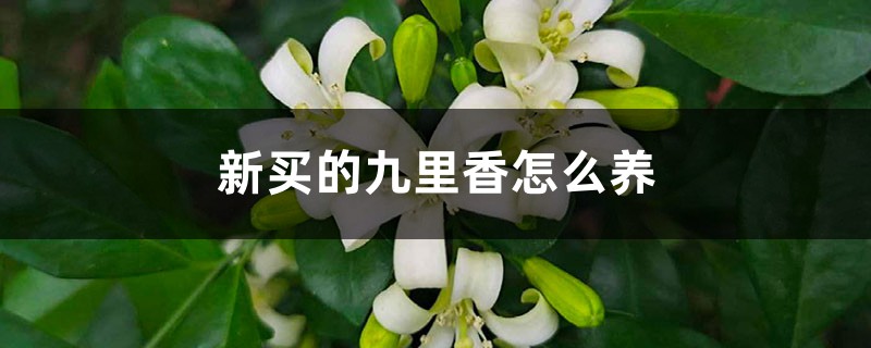 新买的九里香怎么养 新买的九里香怎么养