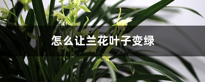 怎么让兰花叶子变绿,叶片失绿怎么治 怎么让兰花叶子变绿,叶片失绿怎么治