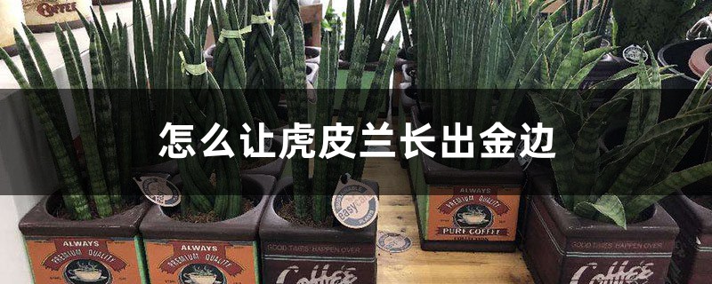 怎么让虎皮兰长出金边,扦插怎么保留金边 怎么让虎皮兰长出金边,扦插怎么保留金边