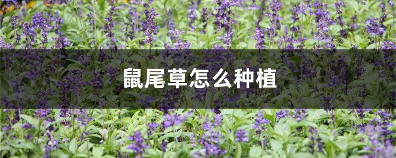 鼠尾草怎么种植,什么季节种植 鼠尾草怎么种植,什么季节种植