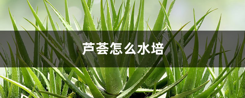 芦荟怎么水培,没根也能泡出根吗 芦荟怎么水培,没根也能泡出根吗