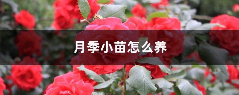 月季小苗怎么养,如何养壮 月季小苗怎么养,如何养壮