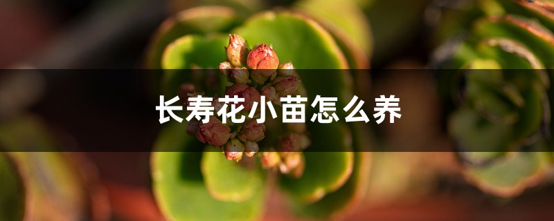 长寿花小苗怎么养,怎样长得快 长寿花小苗怎么养,怎样长得快