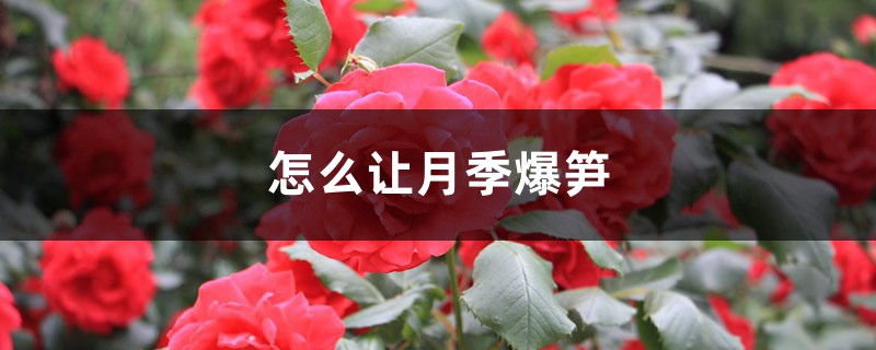 怎么让月季爆笋,长得快 怎么让月季爆笋,长得快
