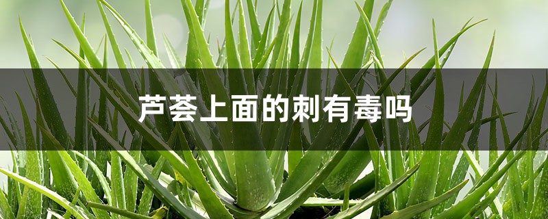 芦荟上面的刺有毒吗,被扎到怎么处理 芦荟上面的刺有毒吗,被扎到怎么处理