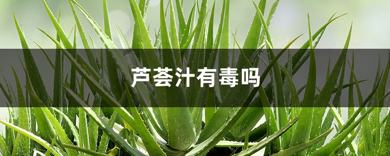 芦荟汁有毒吗,怎么看芦荟有没有毒 芦荟汁有毒吗,怎么看芦荟有没有毒