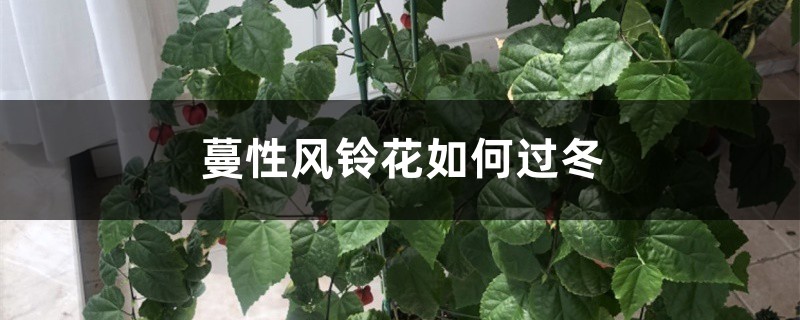 蔓性风铃花如何过冬,会冻死吗 蔓性风铃花如何过冬,会冻死吗