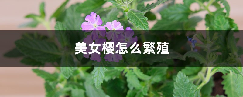 美女樱怎么繁殖,什么时候扦插 美女樱怎么繁殖,什么时候扦插