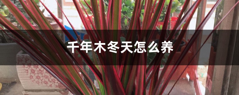 千年木冬天怎么养,掉叶子怎么办 千年木冬天怎么养,掉叶子怎么办