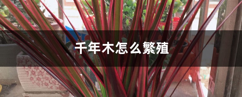 千年木怎么繁殖,怎么修剪 千年木怎么繁殖,怎么修剪