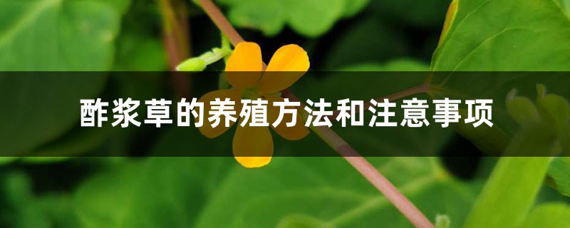 酢浆草的养殖方法和注意事项 酢浆草的养殖方法和注意事项