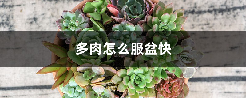 多肉怎么服盆快,没有服盆的表现 多肉怎么服盆快,没有服盆的表现