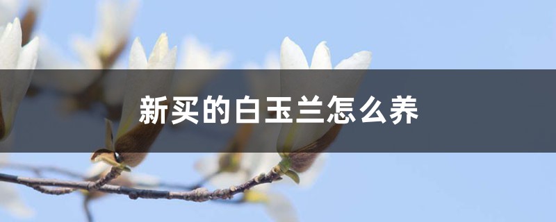 新买的白玉兰怎么养 新买的白玉兰怎么养