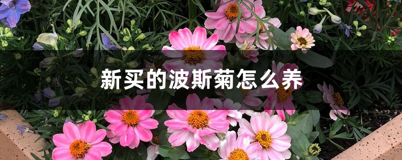 新买的波斯菊怎么养 新买的波斯菊怎么养
