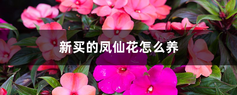 新买的凤仙花怎么养 新买的凤仙花怎么养