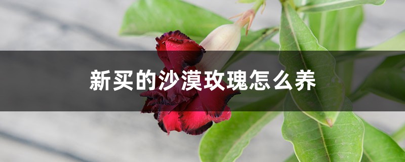 新买的沙漠玫瑰怎么养 新买的沙漠玫瑰怎么养