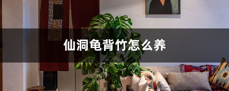 仙洞龟背竹怎么养,仙洞龟背竹图片 仙洞龟背竹怎么养,仙洞龟背竹图片