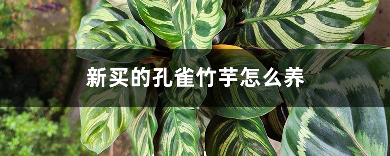 新买的孔雀竹芋怎么养 新买的孔雀竹芋怎么养