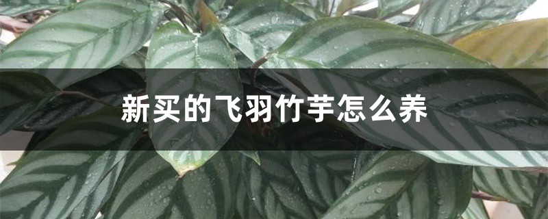 新买的飞羽竹芋怎么养 新买的飞羽竹芋怎么养