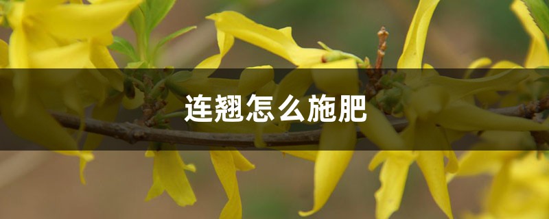 连翘怎么施肥,小苗移植要施肥吗 连翘怎么施肥,小苗移植要施肥吗
