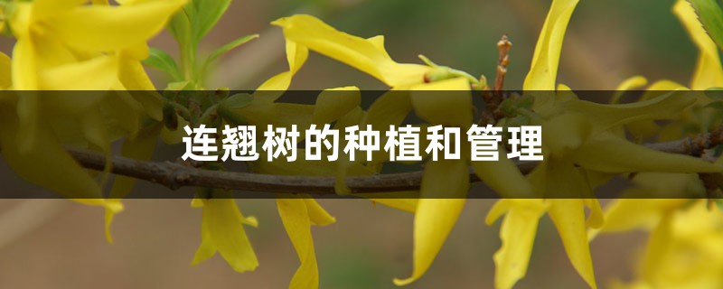 连翘树的种植和管理,什么时候施肥 连翘树的种植和管理,什么时候施肥