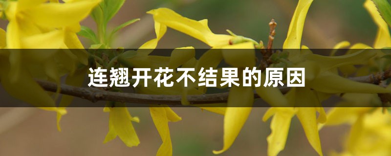 连翘开花不结果的原因,一般长在什么地方结果多 连翘开花不结果的原因,一般长在什么地方结果多