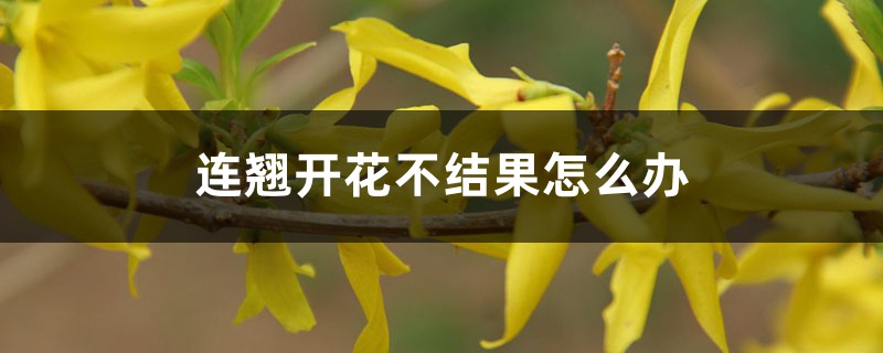 连翘开花不结果怎么办,不开花是什么原因 连翘开花不结果怎么办,不开花是什么原因