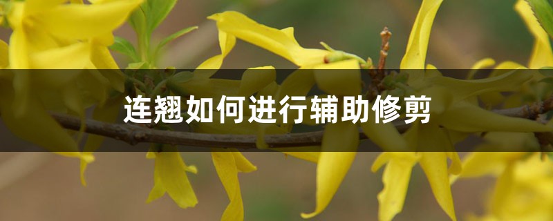 连翘如何进行辅助修剪,如何提高坐果 连翘如何进行辅助修剪,如何提高坐果
