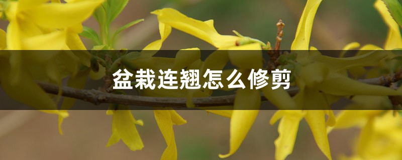 盆栽连翘怎么修剪,为啥不结果 盆栽连翘怎么修剪,为啥不结果