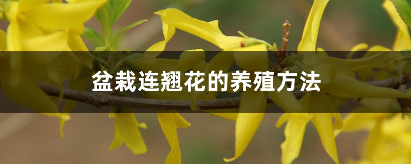盆栽连翘花的养殖方法,特性及养护 盆栽连翘花的养殖方法,特性及养护