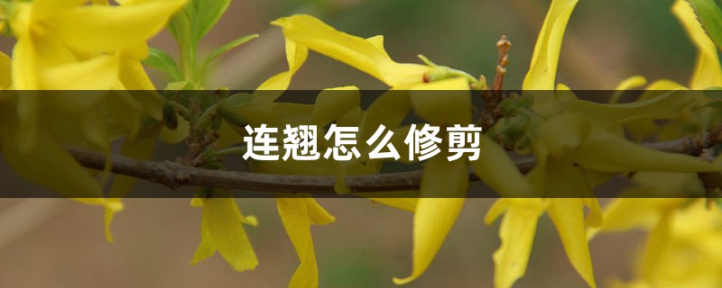 连翘怎么修剪,修剪方法 连翘怎么修剪,修剪方法