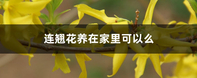 连翘花养在家里可以么,养殖方法和注意事项 连翘花养在家里可以么,养殖方法和注意事项