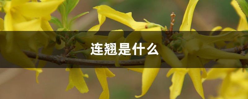 连翘是什么,是热性还是凉性 连翘是什么,是热性还是凉性